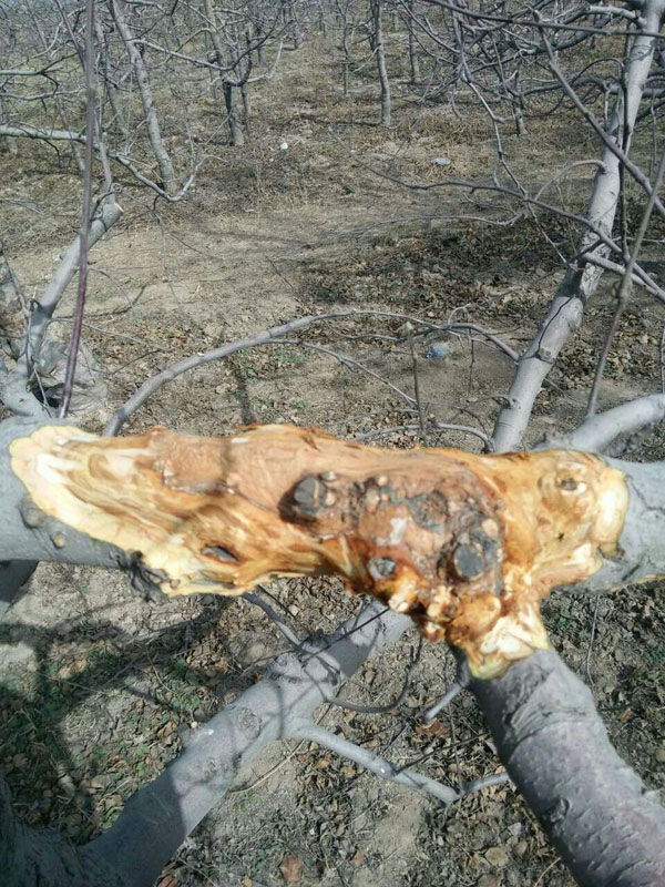 清园越彻底  麻烦事越少