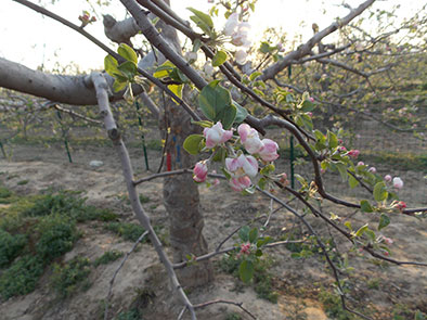 如何根据物候期来预测花期冻害
