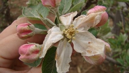 果树防冻与推迟开花