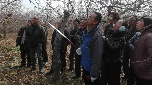 剪树其实并不难 剪树其实并不难