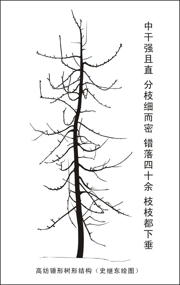 侧生枝组论粗细