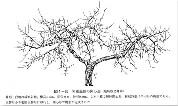 侧生枝组论粗细
