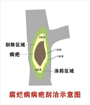 防腐烂： 喷的时间到了