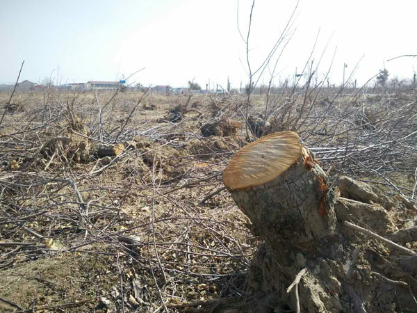 要么立即清园 要么刨树改行 坐等“死路”一条