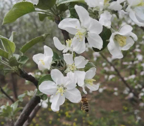 您肯定不知道  果树啥部位的花朵最易