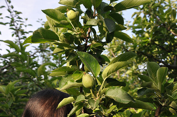 能不能成好果就看果树花后管理