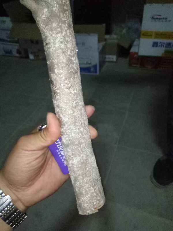 亲，这是桑白蚧为害果园所致