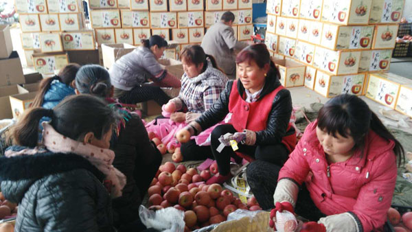 市场教我们这样生产苹果——倒推苹