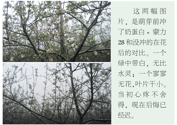 今年果价高低已经拉开了差距