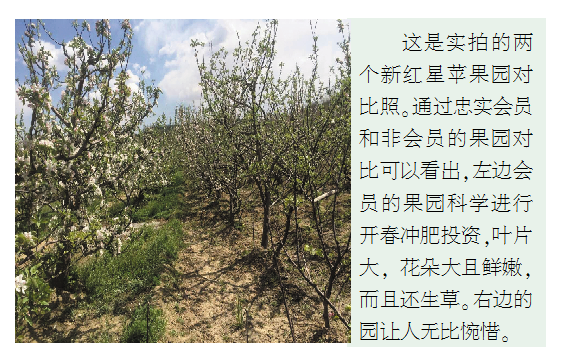 今年果价高低已经拉开了差距