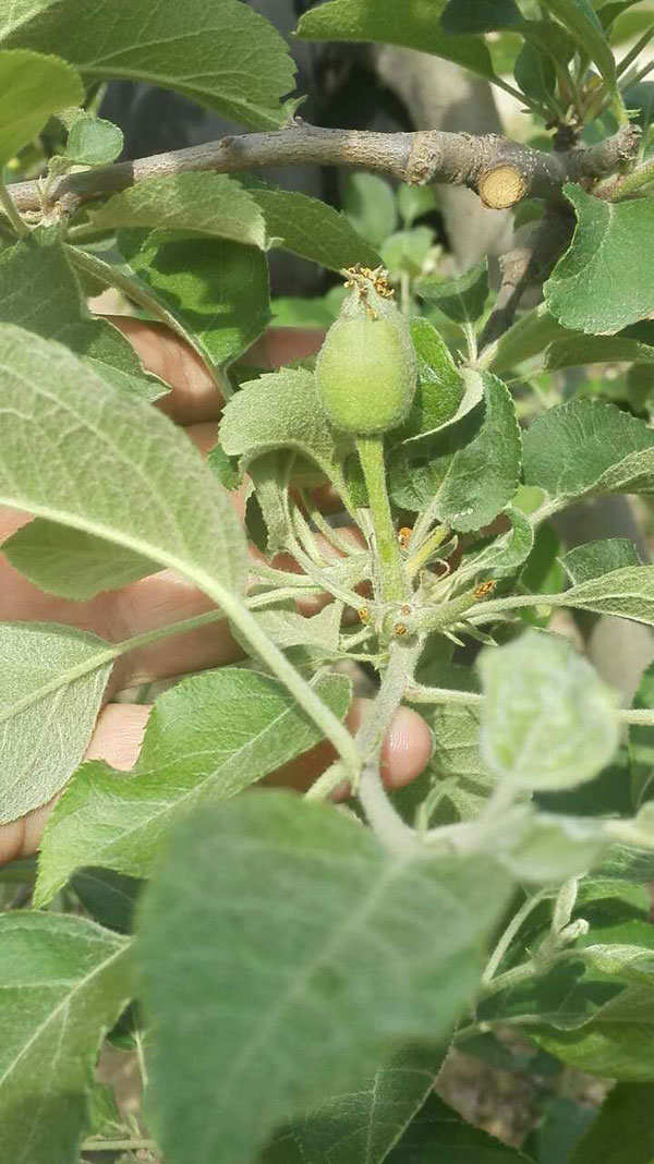为什么要强调花后用三遍药？