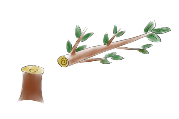 密闭果园花后或套上膜袋后还得间伐