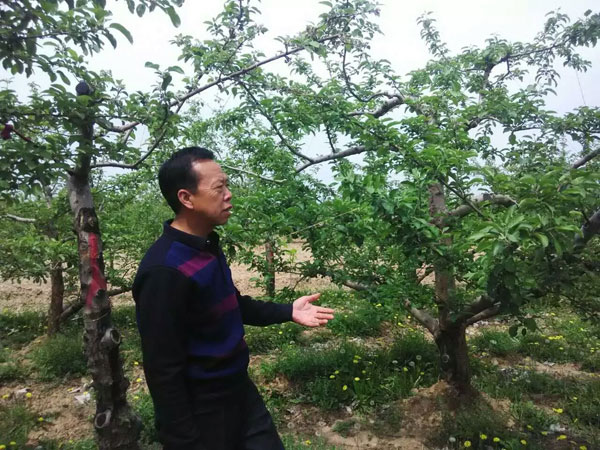 密闭果园花后或套上膜袋后还得间伐