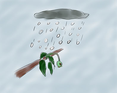 雹灾后咋办?