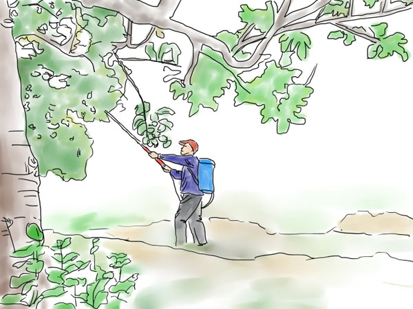 抓紧结束疏果定果  花后三遍药后就套