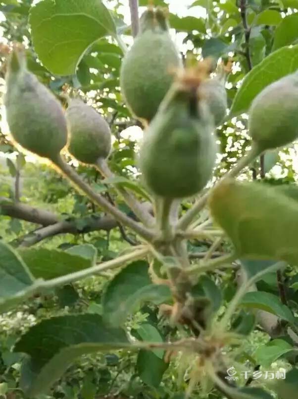 抓紧结束疏果定果  花后三遍药后就套