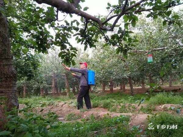 抓紧结束疏果定果  花后三遍药后就套