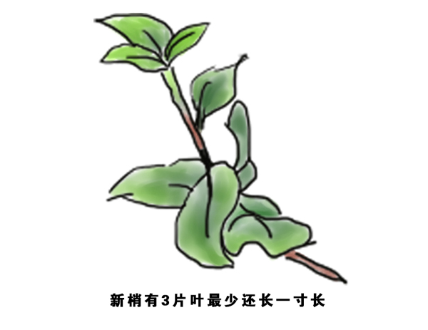 怎样判断你树上的新梢什么时候停长