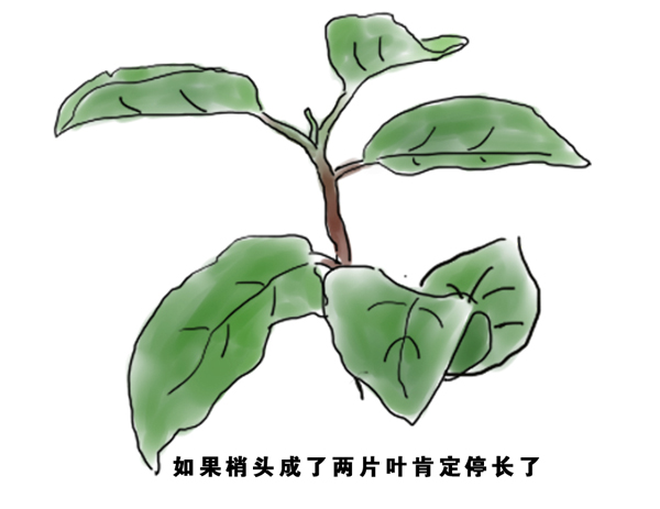 怎样判断你树上的新梢什么时候停长