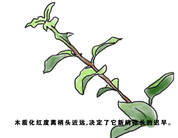 怎样判断你树上的新梢什么时候停长