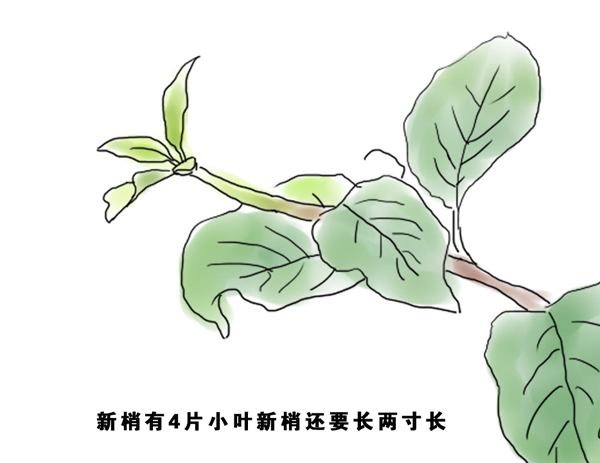 怎样判断你树上的新梢什么时候停长