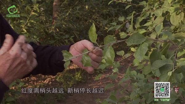 你知道新梢什么时候停长吗？