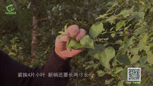你知道新梢什么时候停长吗？