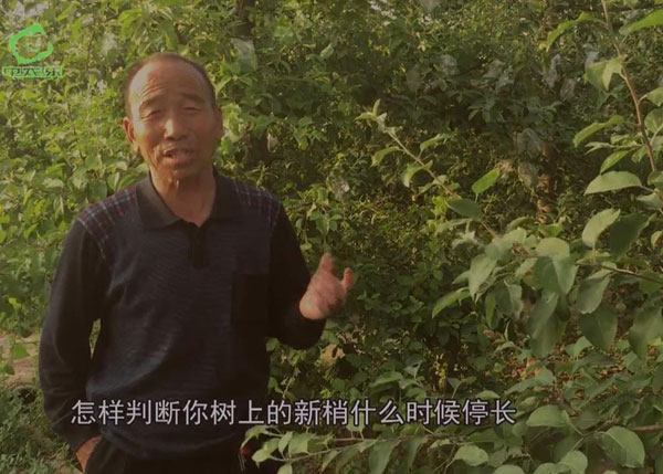 你知道新梢什么时候停长吗？