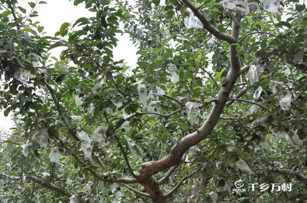 5月中旬这次雨后套不套袋都要喷一次