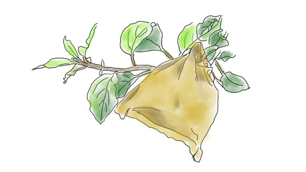 苹果双套袋的几点注意