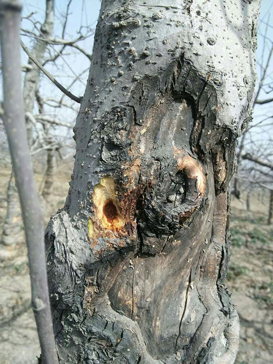 治腐烂不能只靠刮涂喷