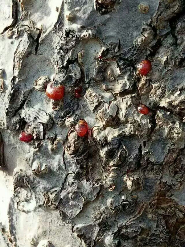 树干冒油究竟是啥病? 树干冒油究竟是啥病?