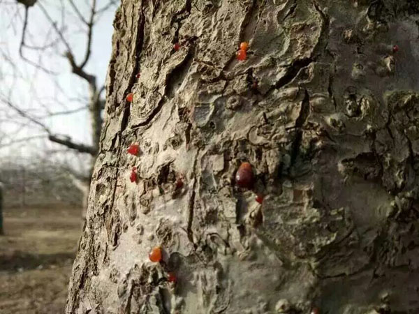 树干冒油究竟是啥病? 树干冒油究竟是啥病?