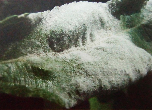 果树花后用药 安全绝对第一
