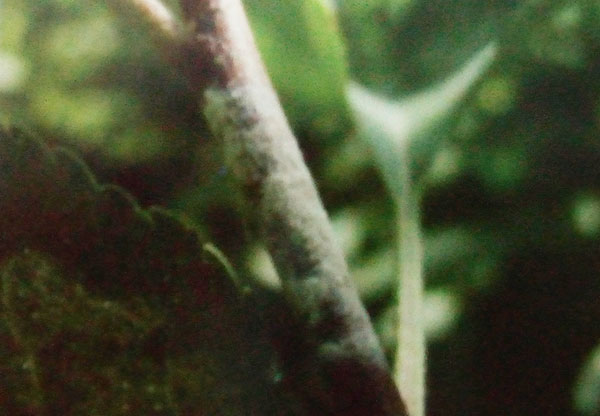 果树花后用药 安全绝对第一