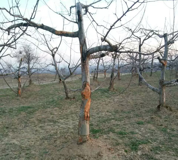 气候不稳定防治病虫害迫在眉睫