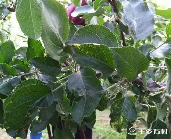 辨明叶部病害特征  才能对症下药