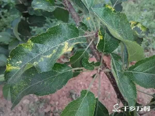 辨明叶部病害特征 才能对症下药 辨明叶部病害特征 才能对症下药