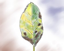 炭疽叶枯病侵染后“无药可治”  最好