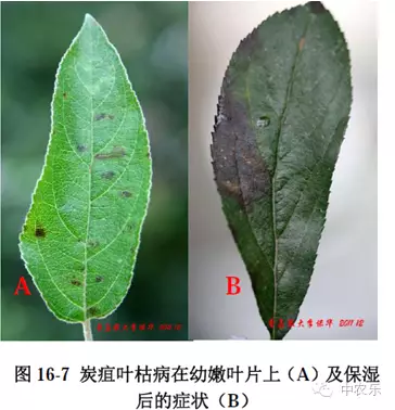 炭疽叶枯病侵染后“无药可治”  最好