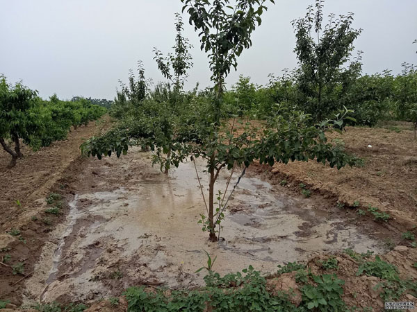 雨季管园七注意