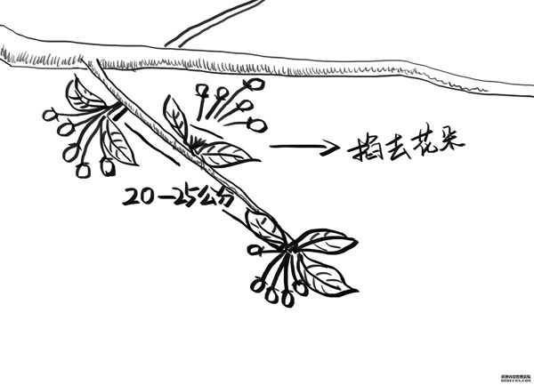 苹果疏花小技巧