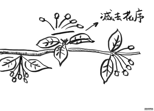苹果疏花小技巧