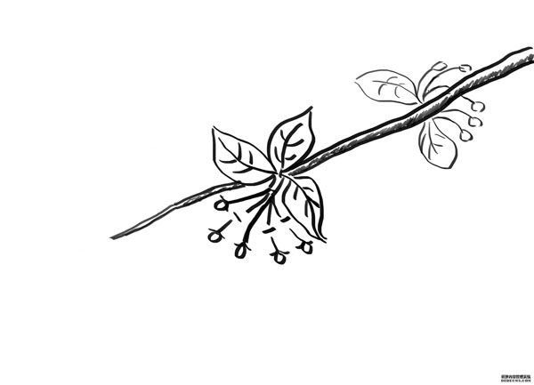 苹果疏花小技巧