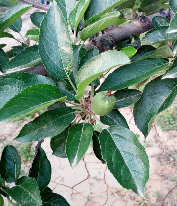 管好花芽就是在平衡“大小年”