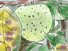 早熟果炭疽菌叶枯病：绝不能等闲视