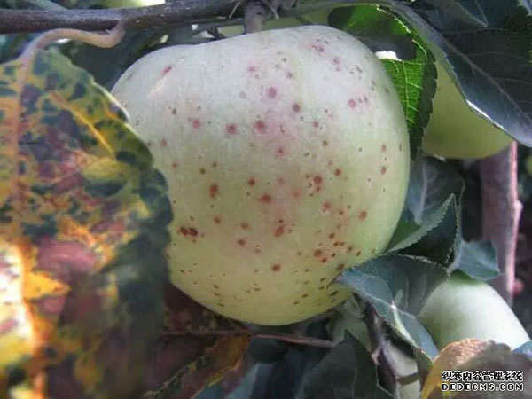 早熟果炭疽菌叶枯病：绝不能等闲视