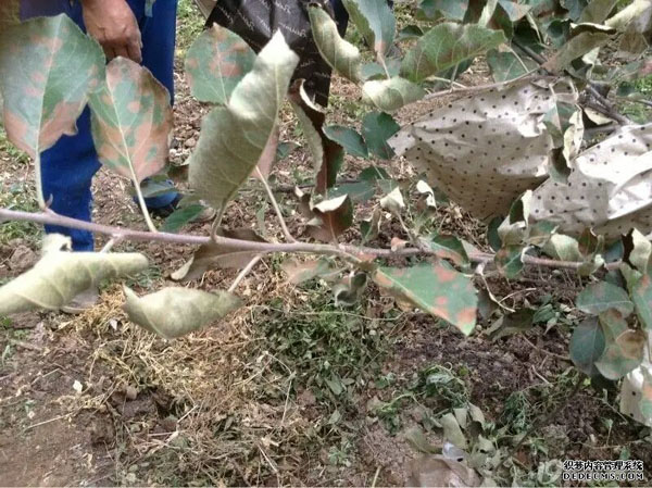 早熟果炭疽菌叶枯病：绝不能等闲视