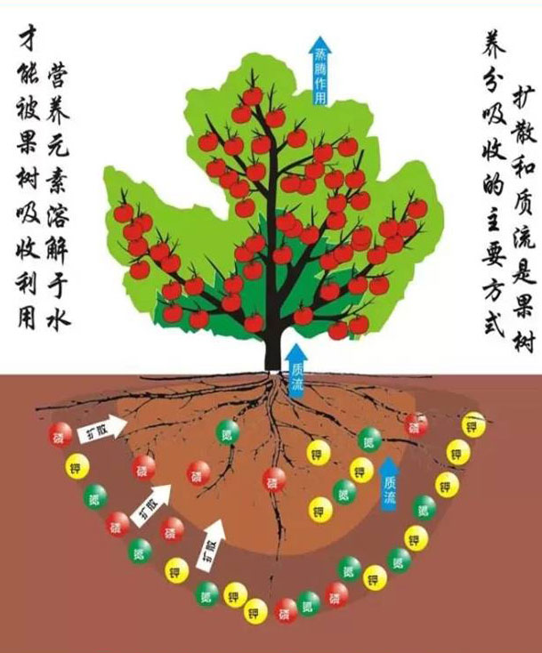 7月管果树:补好钾 保好叶 7月管果树:补好钾 保好叶