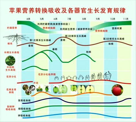 果树营养最大效率期